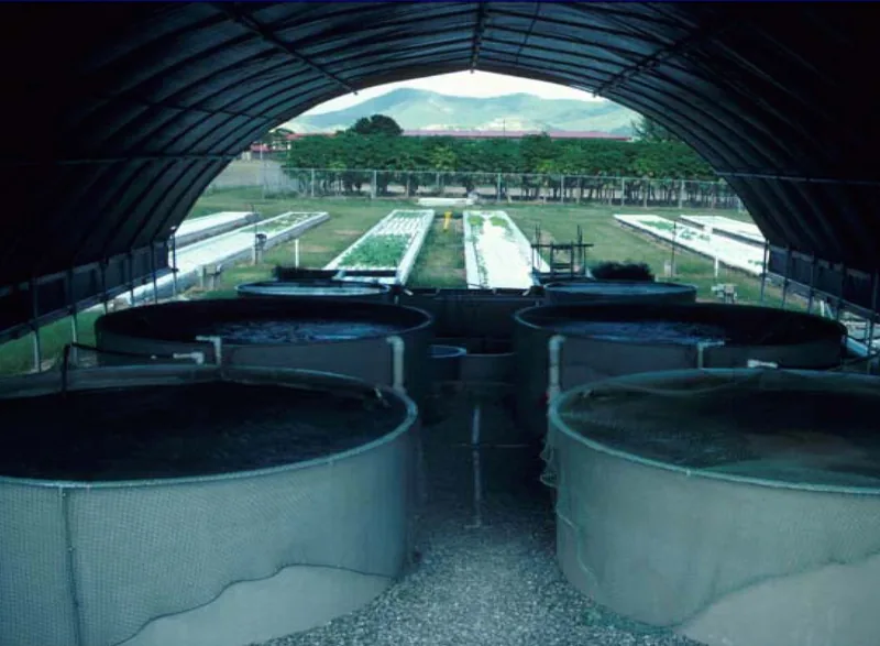 Aquaponics system at the University of the Virgin Islands