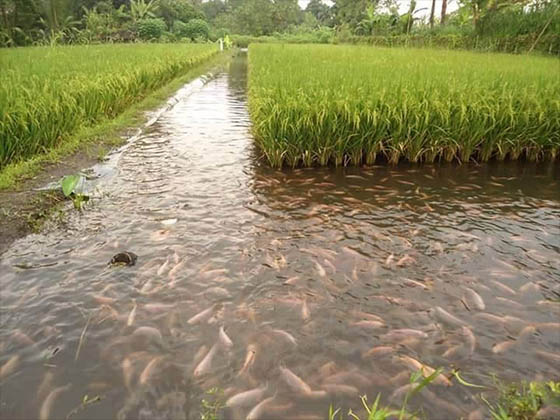 aquaponics ancient ricefarm china 420